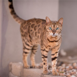 bengal